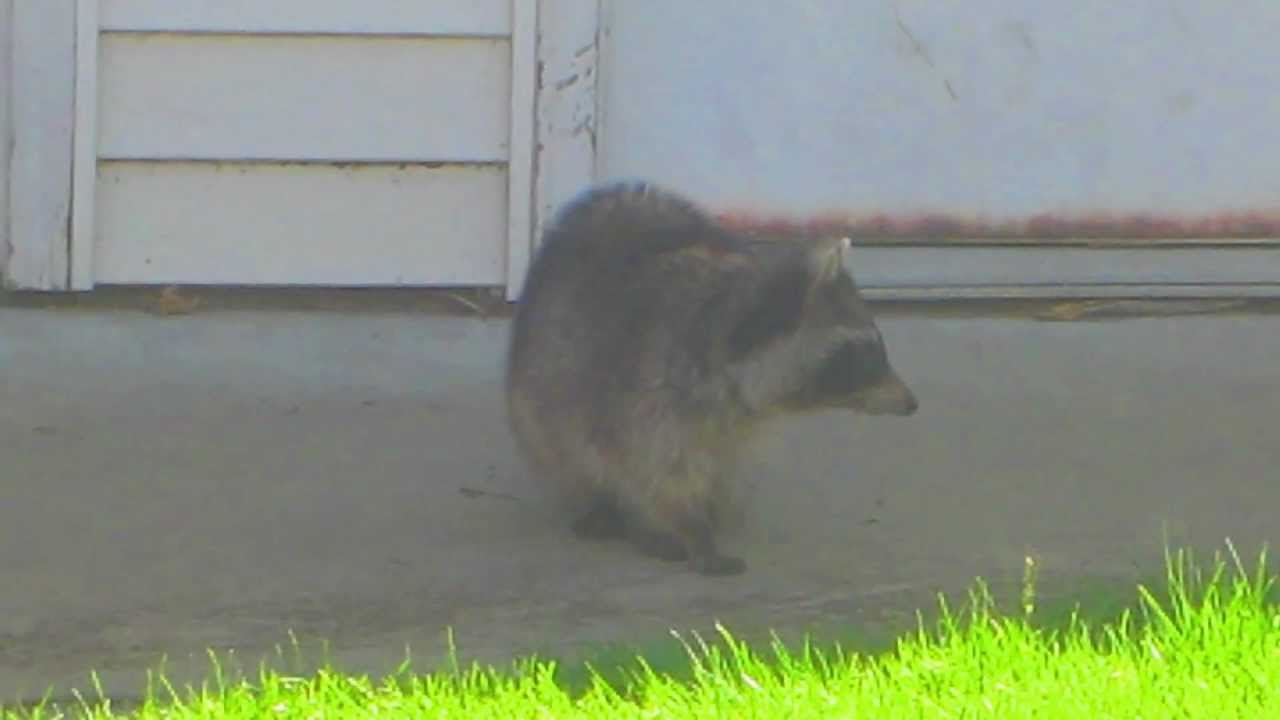 El misterio de los mapaches «zombies» que invaden el Central Park de Nueva York