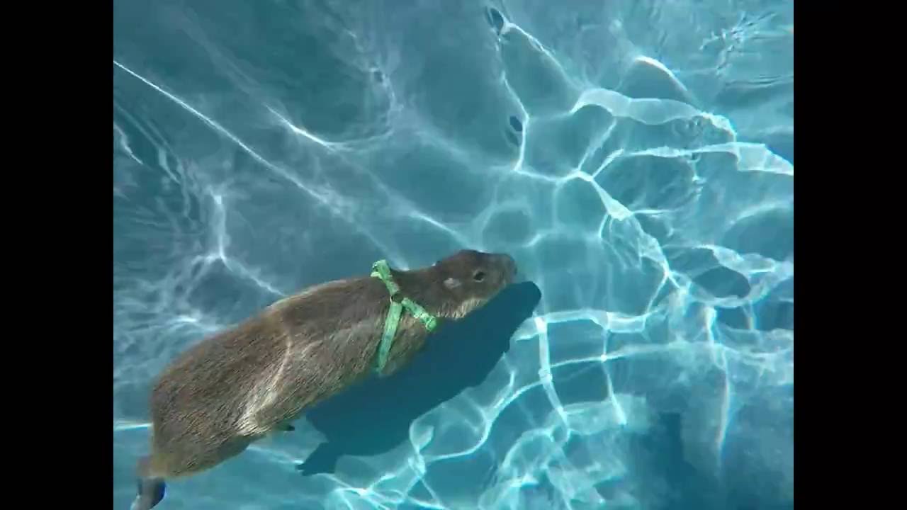 Fallece JoeJoe, el capibara más famoso del mundo