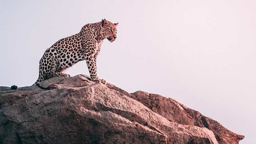 VIDEO: Un perro callejero ahuyenta a un leopardo