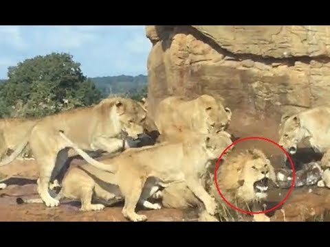 Leonas atacan brutalmente a un macho alfa en un parque safari británico