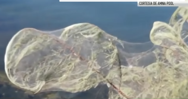 Gigantesca telaraña se extiende en la costa de una isla griega