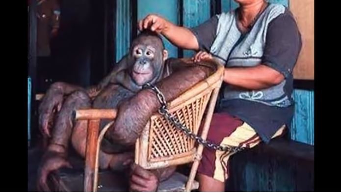 La terrible historia de la orangután que durante años fue esclava sexual
