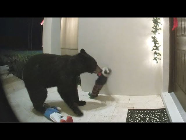 Un oso derriba las decoraciones de Navidad de una casa