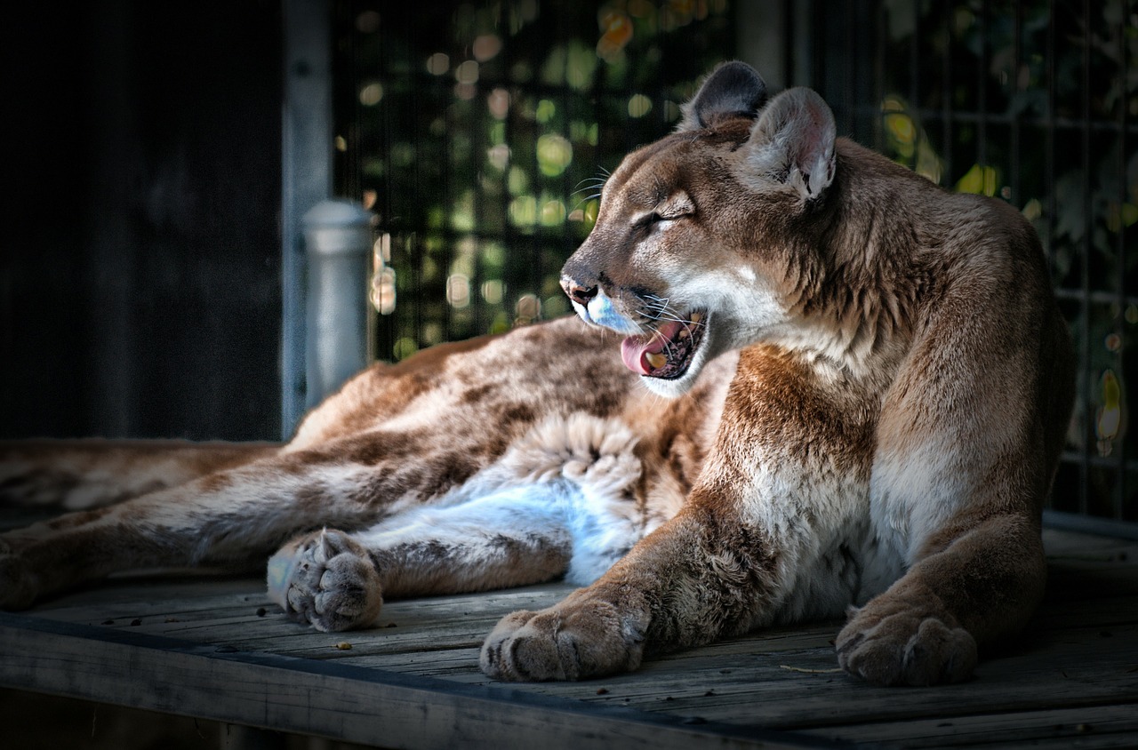Un puma lo atacó y él se defendió así