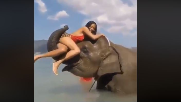 Se quiso tomar una foto en un elefante y el resultado fue desastroso