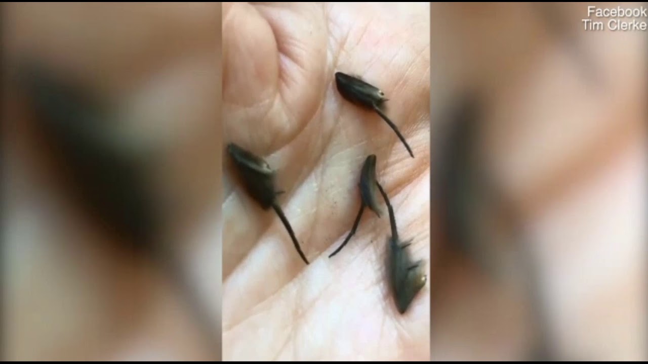 Joven halla en su cocina espantosos insectos que científicos no identifican
