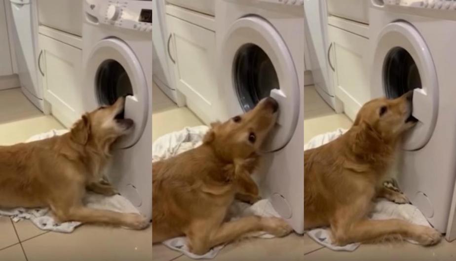 Perro intenta ‘rescatar’ juguete durante la hora de lavado y se vuelve viral
