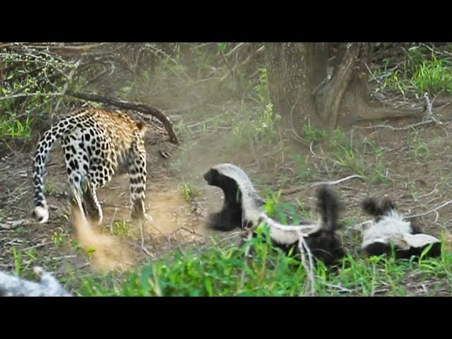 Impresionante batalla de un tejón contra leopardo para rescatar a su bebé