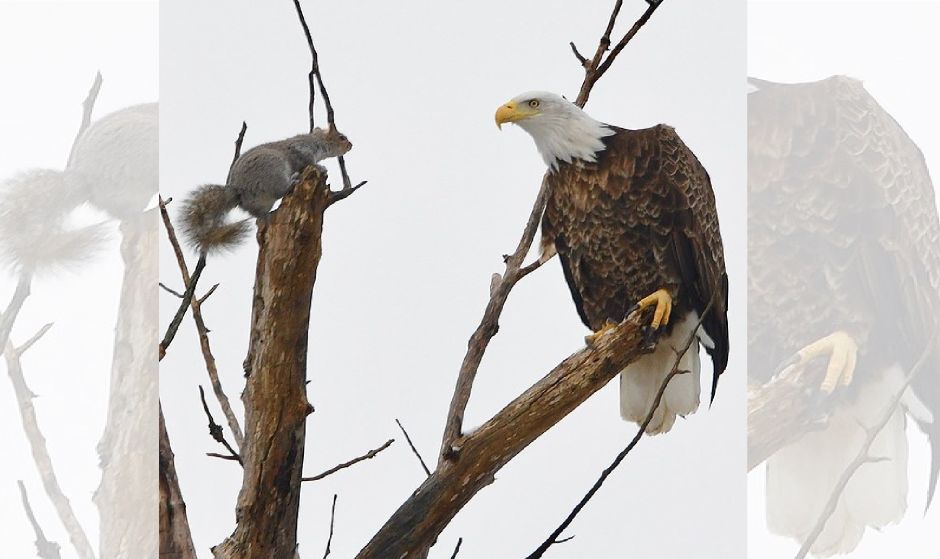 Ardilla enfrenta a águila para defender a sus bebés