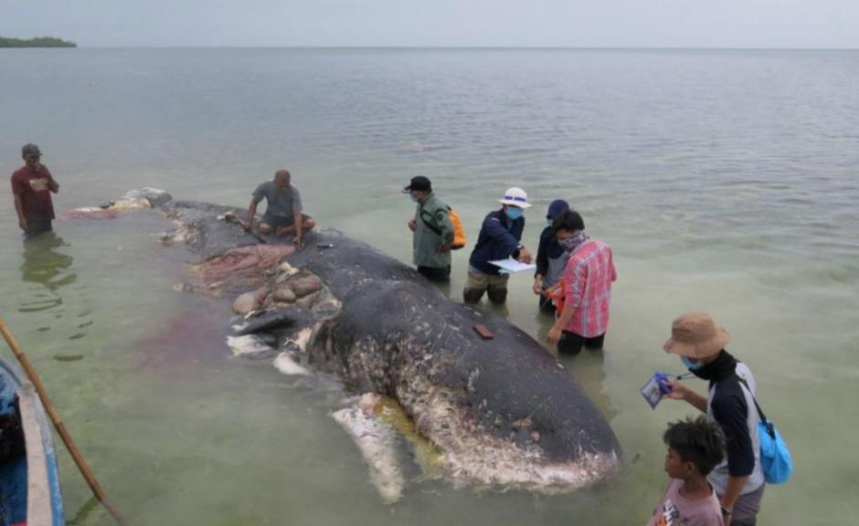 Ballena muere de hambre con más de 88 libras de plástico en el estómago