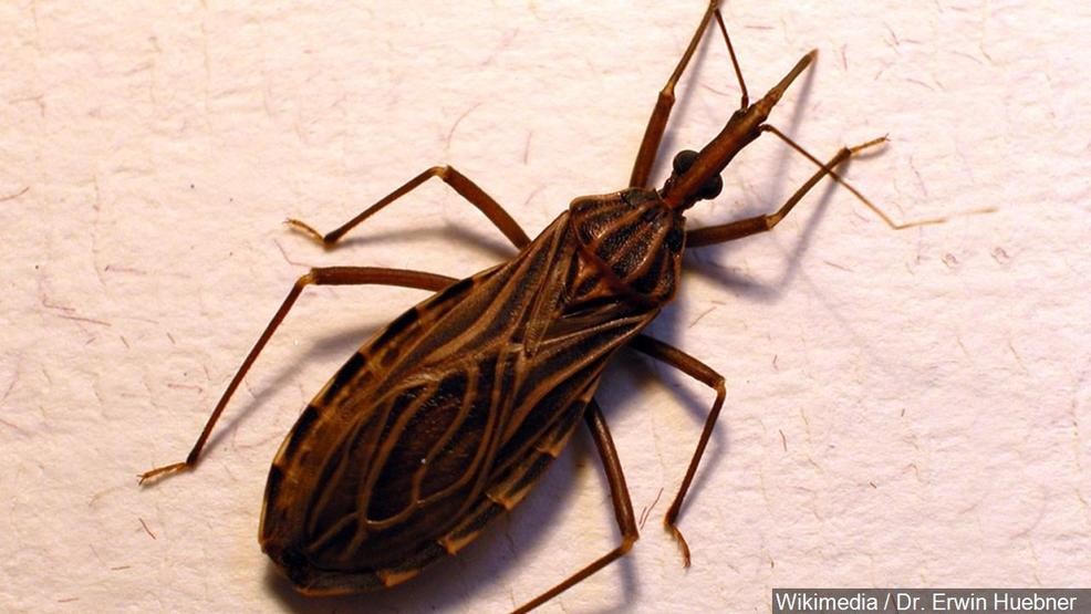 El peligroso ‘Kissing Bug’ parece estar moviéndose hacia el norte