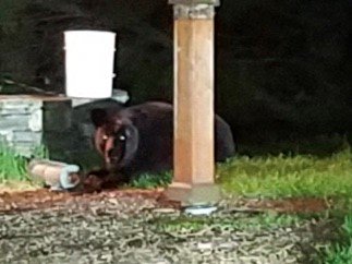 Reportan avistamiento de un oso en un patio en Johnston