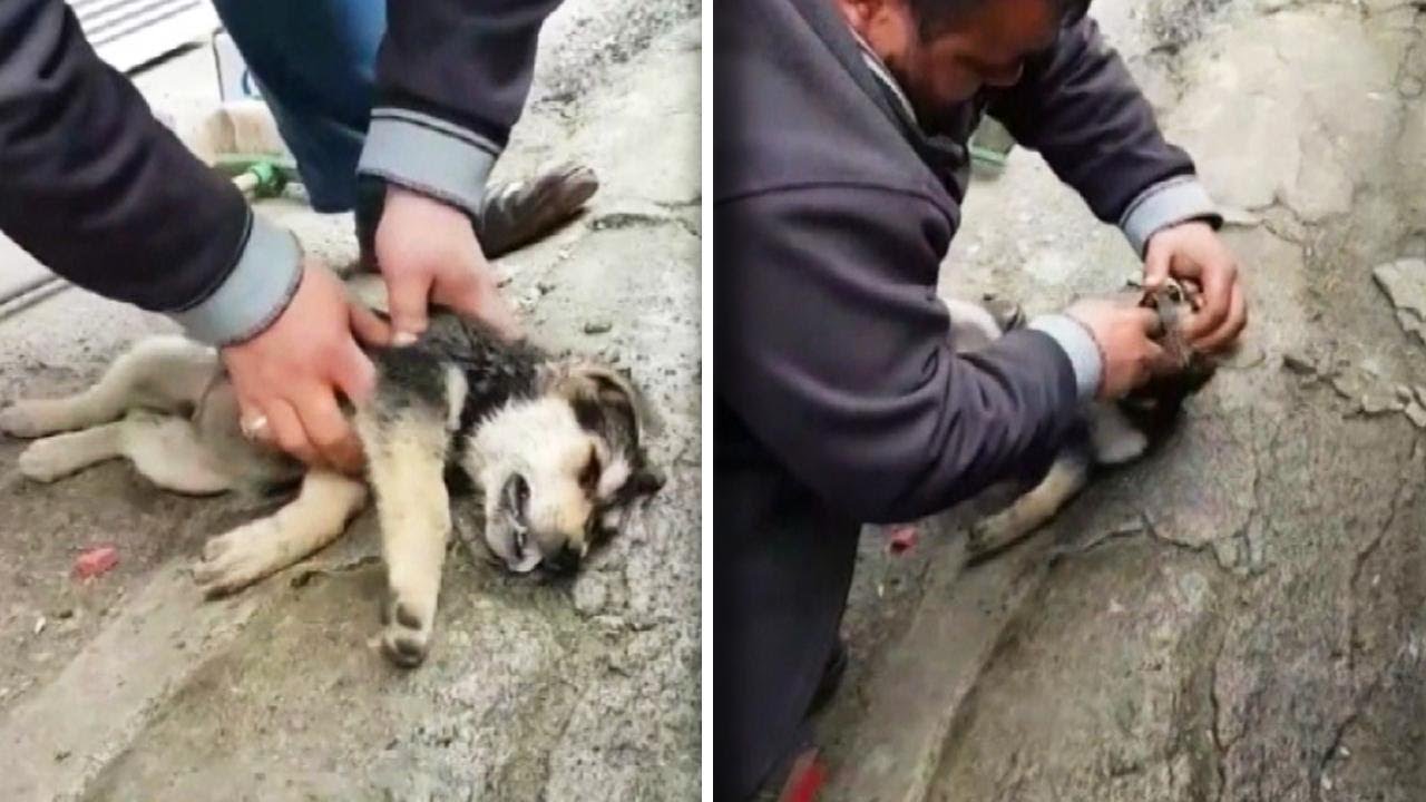 Consigue salvar a cachorro ahogado por un trozo de comida