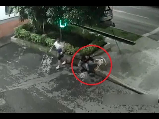 Hombre suelta a pitbull en Colombia para que ataque a vecinos
