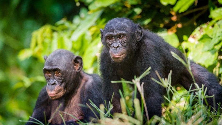 Bonobos, el matriarcado que controla la vida sexual de los varones