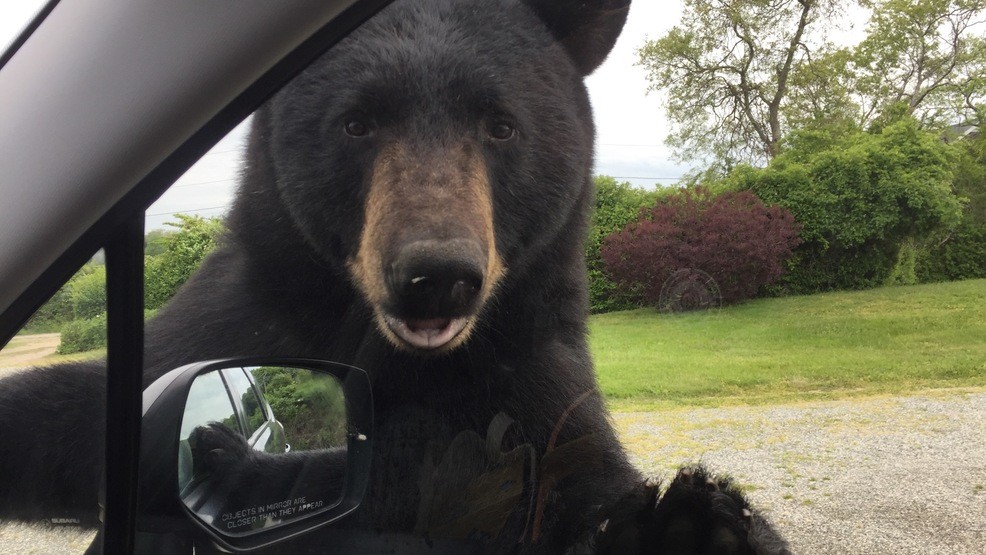 Mujer reporta encuentro «muy cercano» con un oso en Narragansett