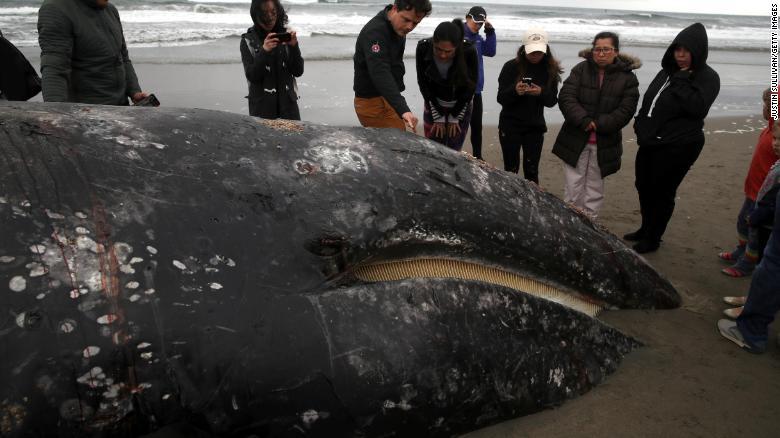 Aparece ballena muerta en San Francisco; van 9 en el año