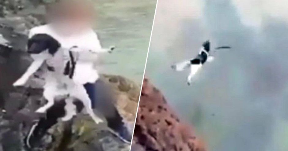 Tira a su perro por un barranco y lo atrapan gracias a las redes sociales