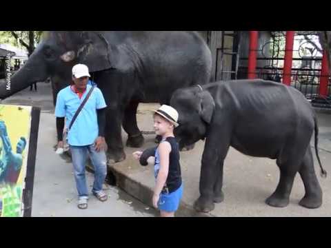 “Dumbo”, el elefante bebé que murió luego de ser obligado a bailar