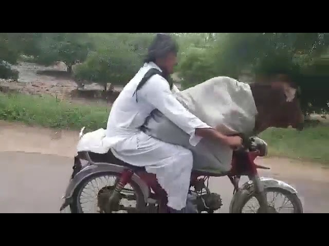 Video de una vaca viajando en moto causa furor en Internet