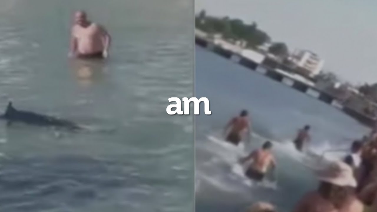 Turistas confunden a pez vela con tiburón y lo matan a pedradas