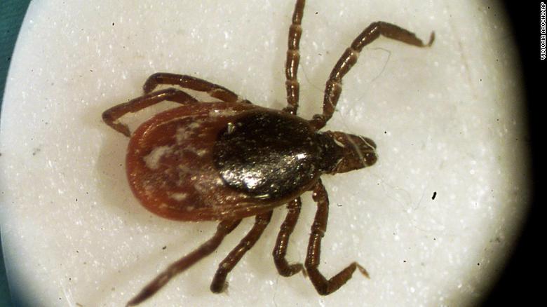 Un raro virus transmitido por garrapatas mata a un residente de Nueva York