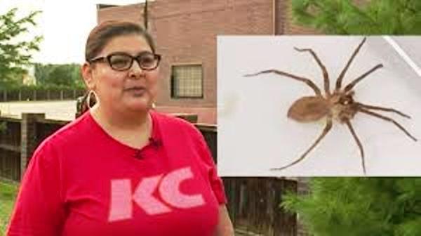 Insólito: latina tenía una araña venenosa en su oído izquierdo