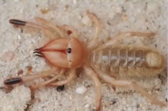 Descubren nueva especie de araña que come carne humana