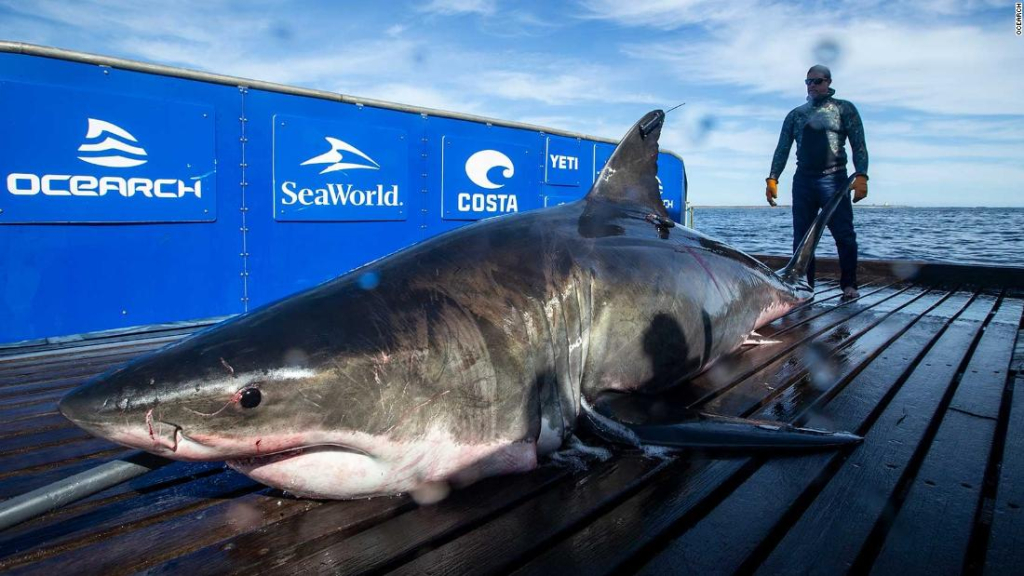 Un tiburón blanco de 907 kilos nada en costa de Florida