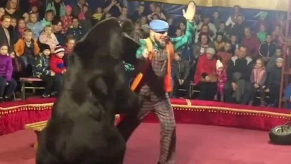 Un oso de circo atacó a su domador frente a familias horrorizadas