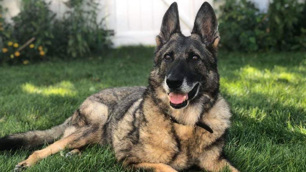 Policía de Massachusetts lamenta muerte de agente canino retirado