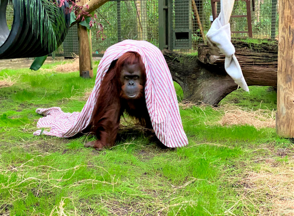 Orangutana declarada ‘persona’ en Argentina estrena casa