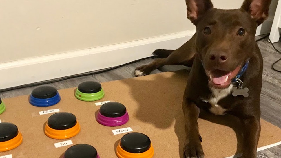 Un perro se comunica con sus dueños y expresa hasta 36 palabras