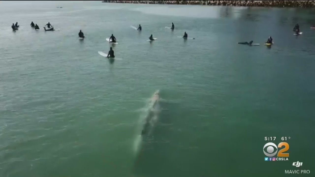 Ballena nada entre surfistas: increíbles imágenes virales de un drone