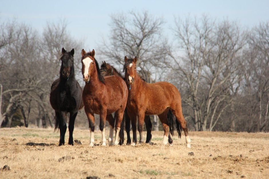 Encuentran 15 caballos baleados en Kentucky