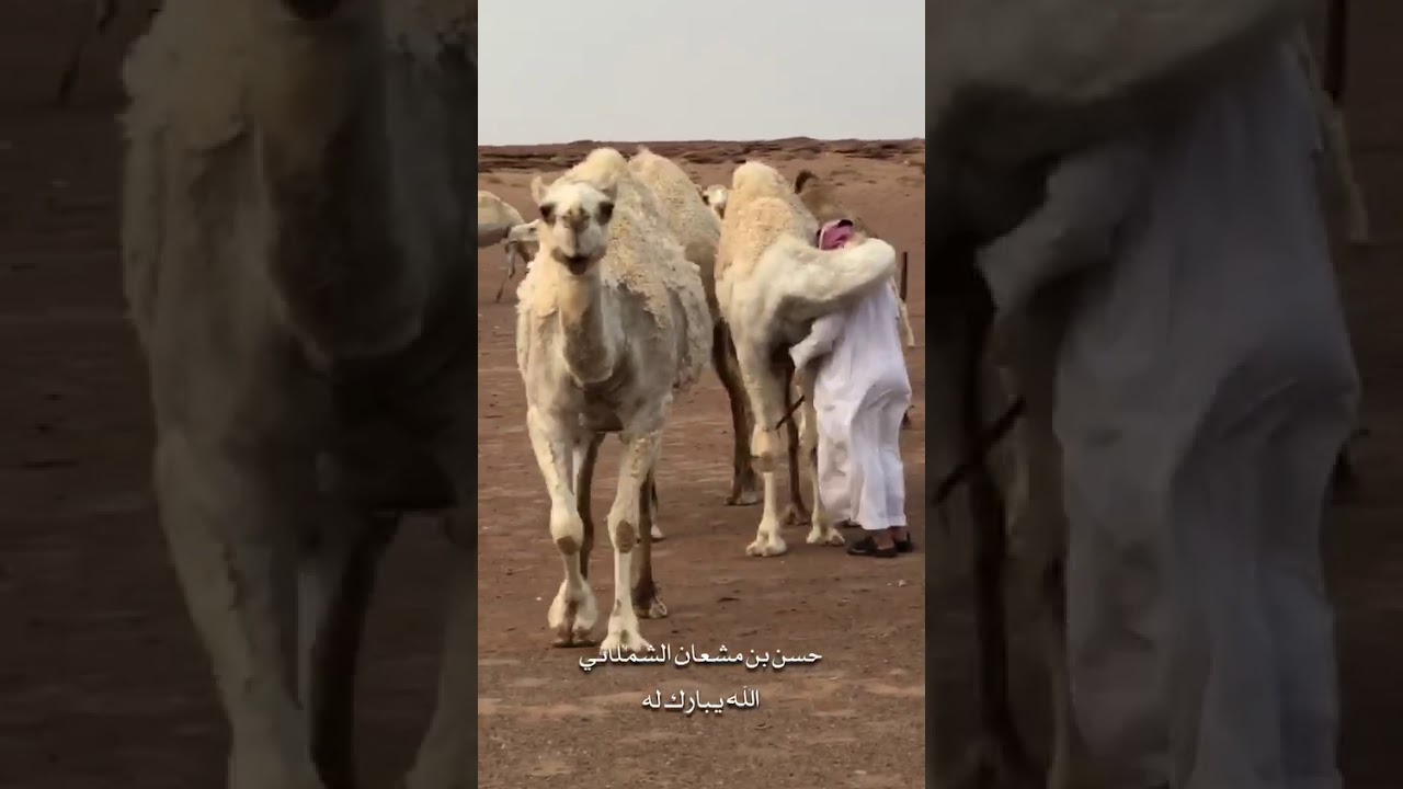 Su hijo murió y su dromedario le consoló con un gran abrazo