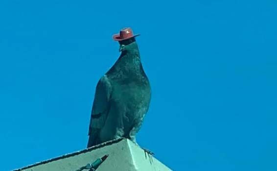 La extraña aparición de palomas con sombreros por las calles
