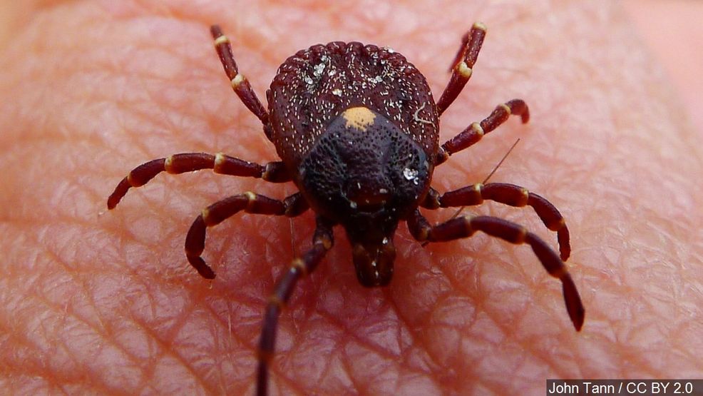 Rhode Island advierte  temporada activa de garrapatas