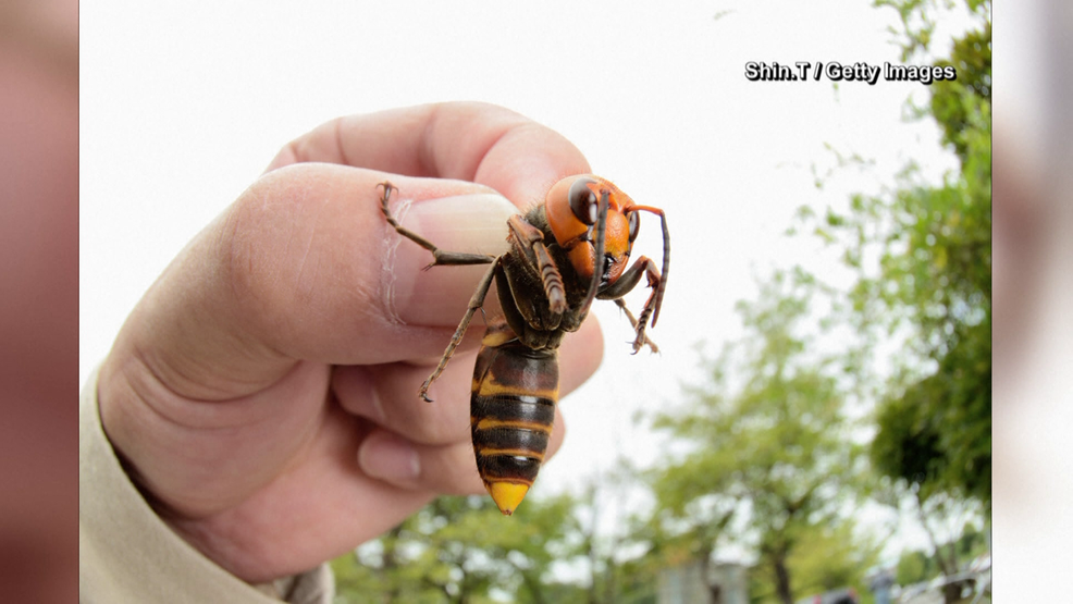 Los ‘avispones asesinos’ probablemente no sean una amenaza para Rhode Island