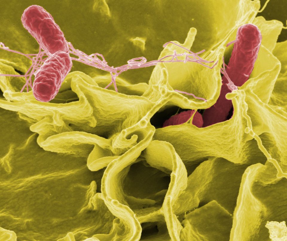 CDC investiga brotes acelerados de salmonella en 15 estados