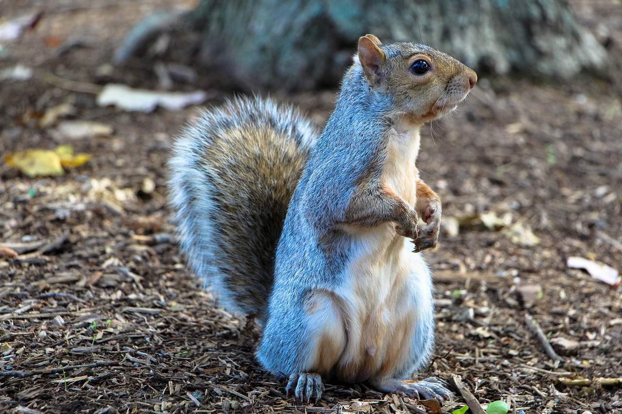 Una ardilla da positivo en peste bubónica en Colorado