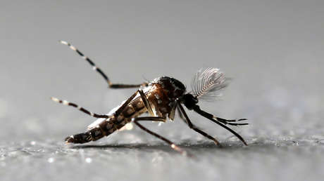 Planean liberar 750 millones de mosquitos modificados genéticamente en Florida