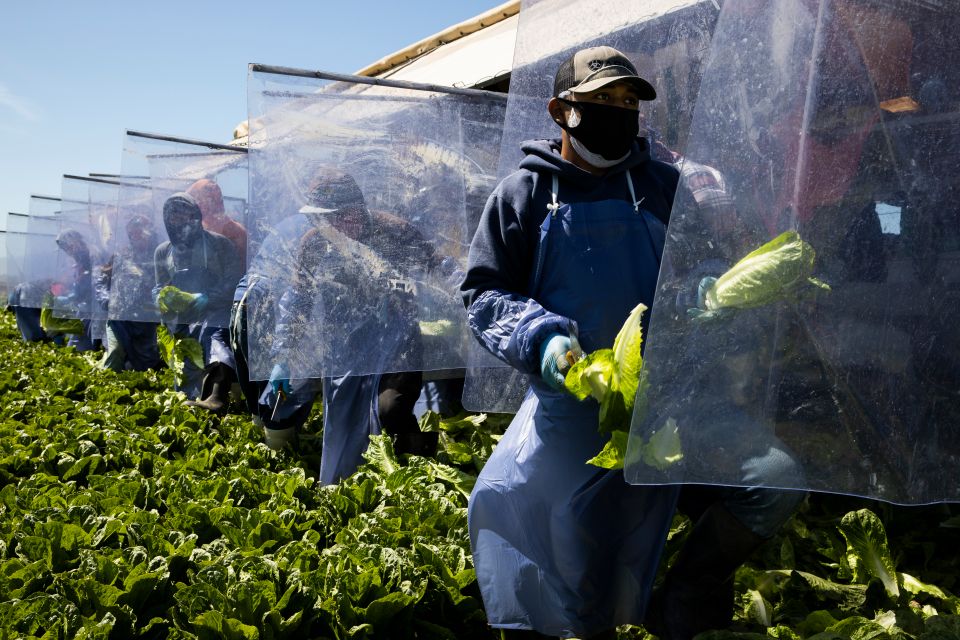 Trump los ataca, pero 43% de los trabajadores agrícolas y de alimentos son indocumentados