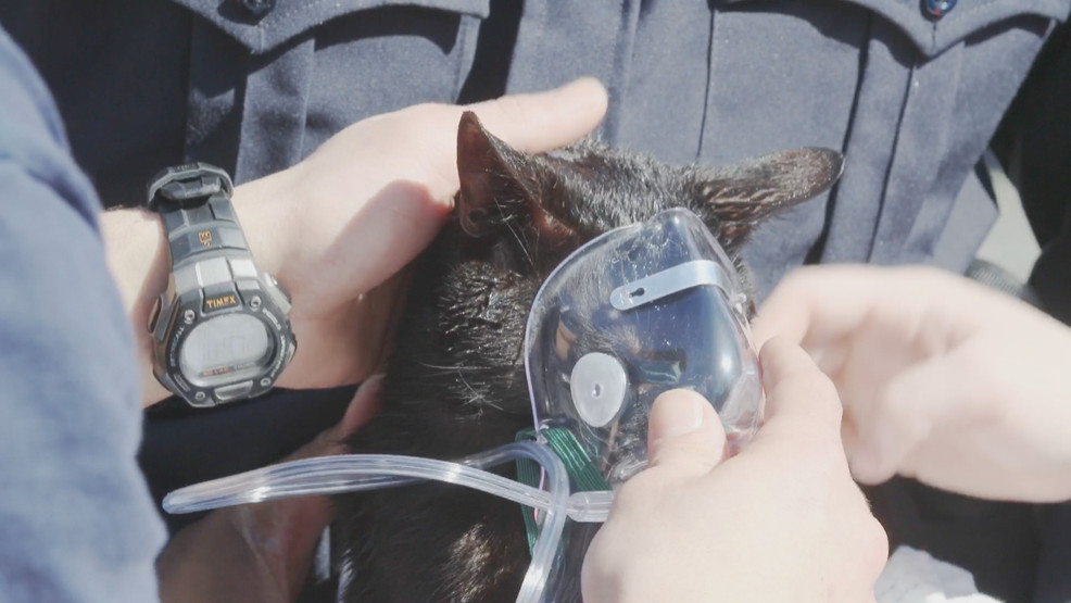 Decenas de gatos rescatados de incendio en una casa de New Bedford