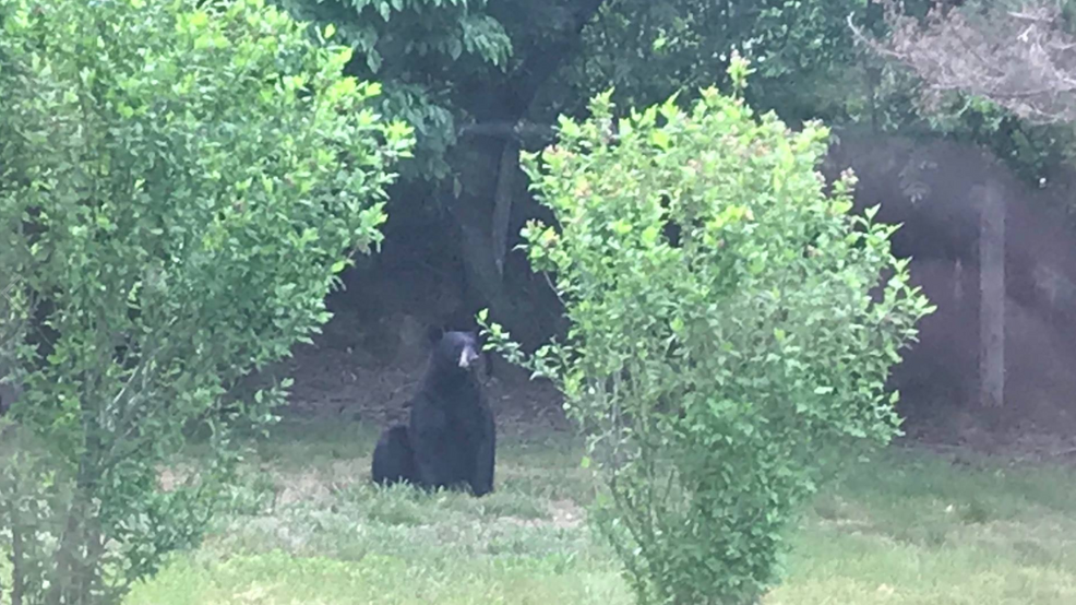 Osos negros reaparecen en R. I. y recomiendan no dejar alimentos en jardines