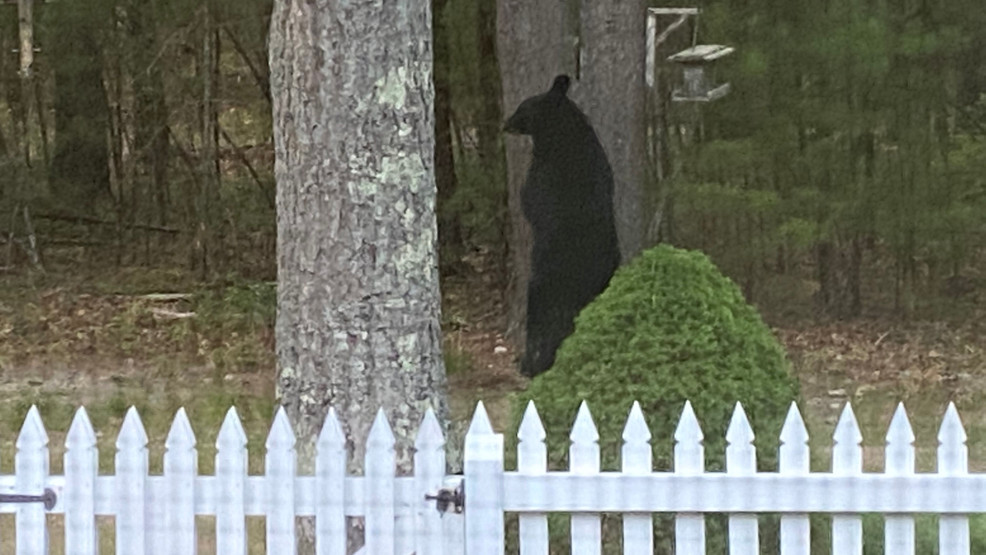 Oso se da un festín con un comedero para pájaros en West Greenwich