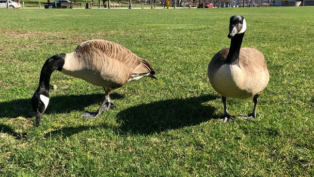 Familia de gansos atropellados en Attleboro; Ofrecen recompensa de $ 5K