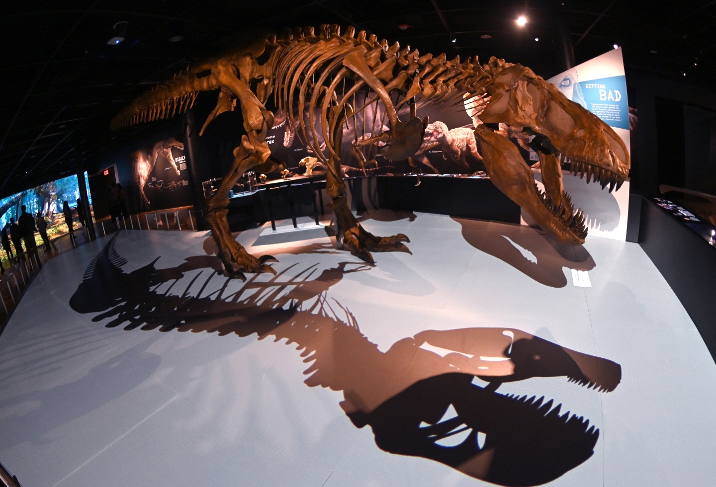 Esqueleto de dinosaurio de 76 millones de años será subastado en NY