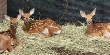 El zoo de Buttonwood Park da la bienvenida a 3 cervatillos de cola blanca