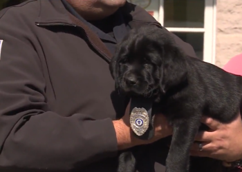 Conozca a Mac, el primer perro oficial de Seekonk